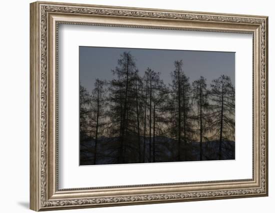 Rooks on Larch in the Morning Light-Niki Haselwanter-Framed Photographic Print