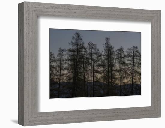 Rooks on Larch in the Morning Light-Niki Haselwanter-Framed Photographic Print