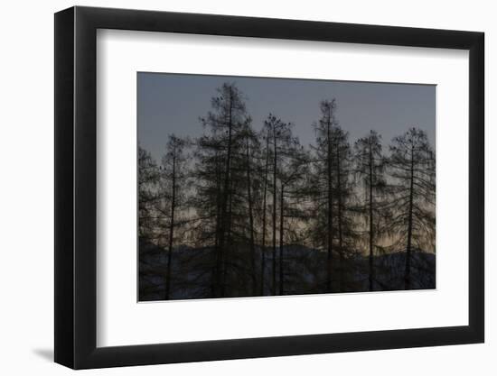 Rooks on Larch in the Morning Light-Niki Haselwanter-Framed Photographic Print