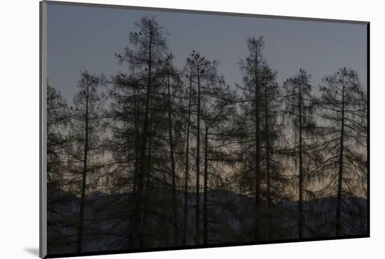 Rooks on Larch in the Morning Light-Niki Haselwanter-Mounted Photographic Print