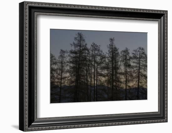 Rooks on Larch in the Morning Light-Niki Haselwanter-Framed Photographic Print