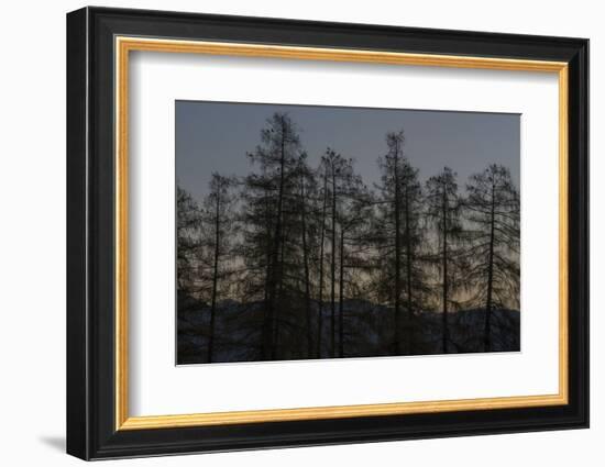 Rooks on Larch in the Morning Light-Niki Haselwanter-Framed Photographic Print