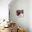 Room For More II-Natasha Barnes-Mounted Art Print displayed on a wall