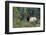 Roosevelt Bull Elk, Hoh Rainforest-Ken Archer-Framed Photographic Print