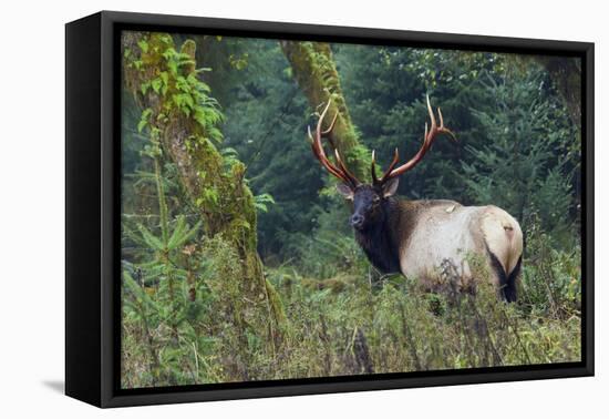 Roosevelt Bull Elk, Hoh Rainforest-Ken Archer-Framed Premier Image Canvas