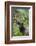 Roosevelt bull elk, Olympic Rainforest-Ken Archer-Framed Photographic Print