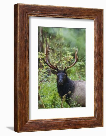 Roosevelt bull elk, Olympic Rainforest-Ken Archer-Framed Photographic Print