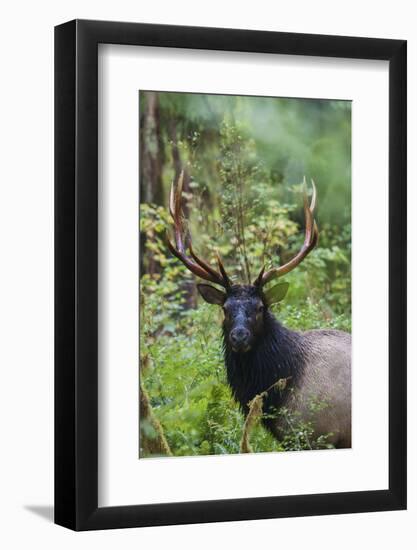 Roosevelt bull elk, Olympic Rainforest-Ken Archer-Framed Photographic Print
