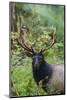 Roosevelt bull elk, Olympic Rainforest-Ken Archer-Mounted Photographic Print