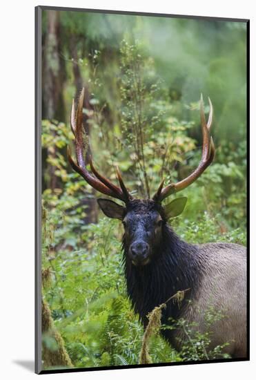 Roosevelt bull elk, Olympic Rainforest-Ken Archer-Mounted Photographic Print