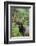 Roosevelt bull elk, Olympic Rainforest-Ken Archer-Framed Photographic Print