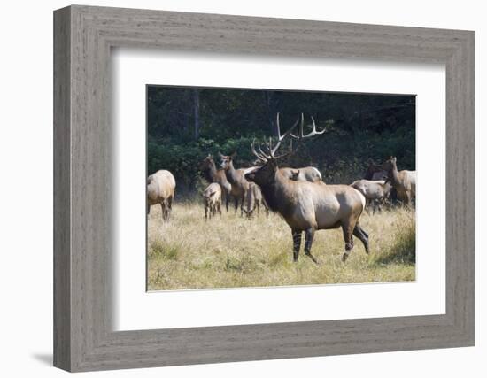 Roosevelt Bull Elk With Herd-Panoramic Images-Framed Photographic Print