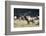 Roosevelt Bull Elk With Herd-Panoramic Images-Framed Photographic Print