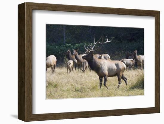 Roosevelt Bull Elk With Herd-Panoramic Images-Framed Photographic Print