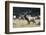 Roosevelt Bull Elk With Herd-Panoramic Images-Framed Photographic Print