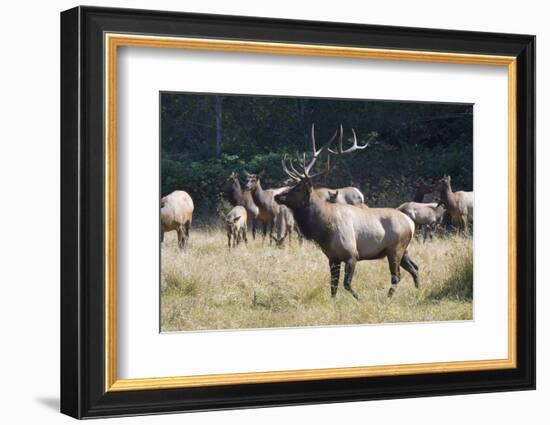 Roosevelt Bull Elk With Herd-Panoramic Images-Framed Photographic Print