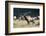 Roosevelt Bull Elk With Herd-Panoramic Images-Framed Photographic Print