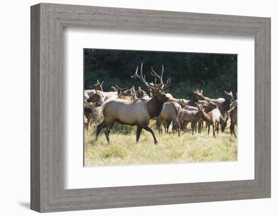 Roosevelt Bull Elk With Herd-Panoramic Images-Framed Photographic Print