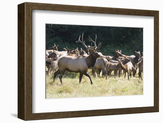 Roosevelt Bull Elk With Herd-Panoramic Images-Framed Photographic Print