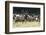 Roosevelt Bull Elk With Herd-Panoramic Images-Framed Photographic Print