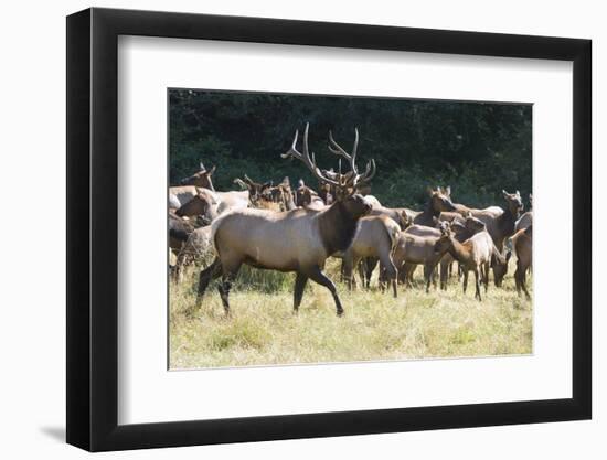 Roosevelt Bull Elk With Herd-Panoramic Images-Framed Photographic Print