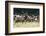 Roosevelt Bull Elk With Herd-Panoramic Images-Framed Photographic Print