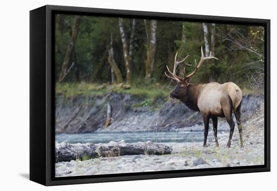 Roosevelt Bull Elk-Ken Archer-Framed Premier Image Canvas