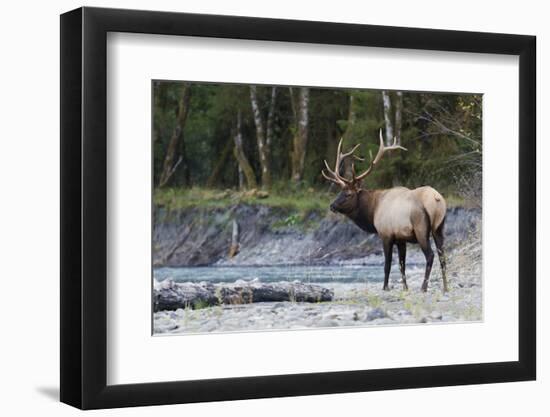 Roosevelt Bull Elk-Ken Archer-Framed Photographic Print