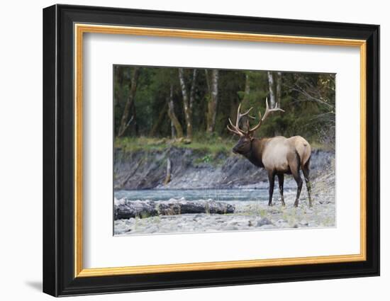 Roosevelt Bull Elk-Ken Archer-Framed Photographic Print