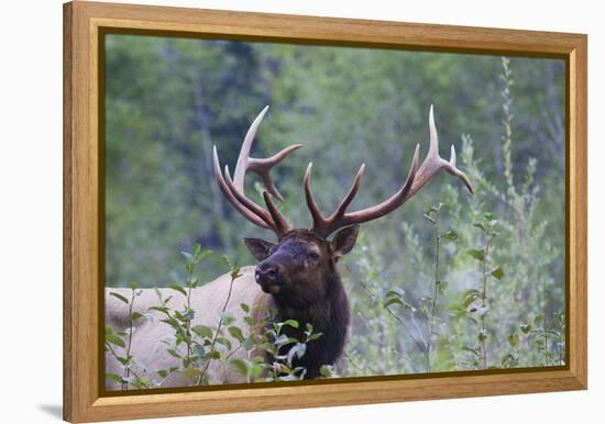 Roosevelt Bull Elk-Ken Archer-Framed Premier Image Canvas