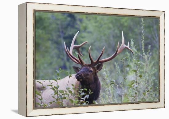 Roosevelt Bull Elk-Ken Archer-Framed Premier Image Canvas