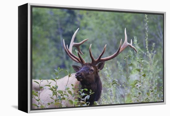 Roosevelt Bull Elk-Ken Archer-Framed Premier Image Canvas