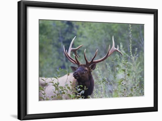 Roosevelt Bull Elk-Ken Archer-Framed Photographic Print