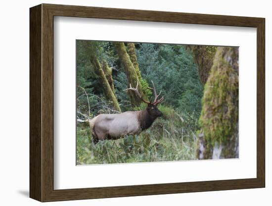 Roosevelt Bull Elk-Ken Archer-Framed Photographic Print