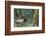 Roosevelt Bull Elk-Ken Archer-Framed Photographic Print