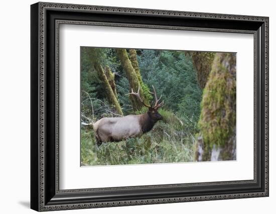 Roosevelt Bull Elk-Ken Archer-Framed Photographic Print