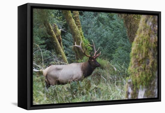 Roosevelt Bull Elk-Ken Archer-Framed Premier Image Canvas