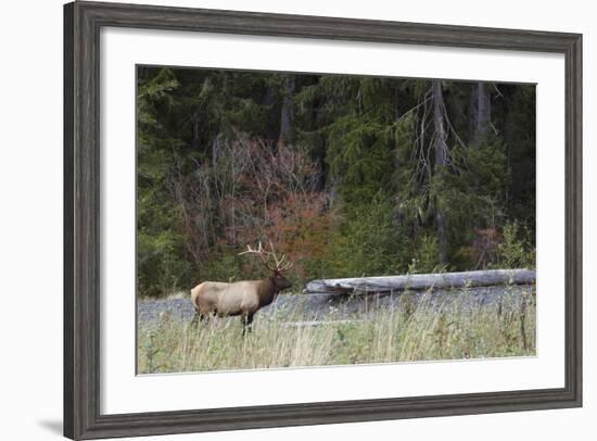 Roosevelt Bull Elk-Ken Archer-Framed Photographic Print