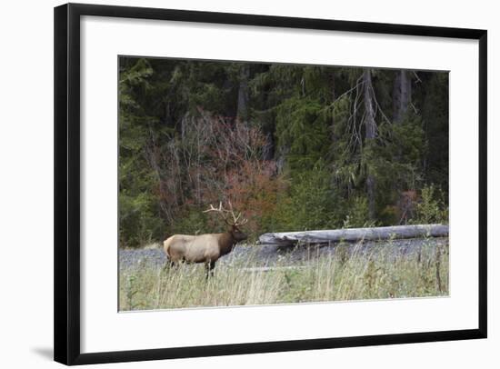 Roosevelt Bull Elk-Ken Archer-Framed Photographic Print