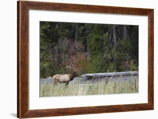 Roosevelt Bull Elk-Ken Archer-Framed Photographic Print