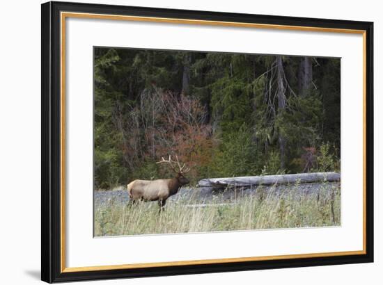 Roosevelt Bull Elk-Ken Archer-Framed Photographic Print