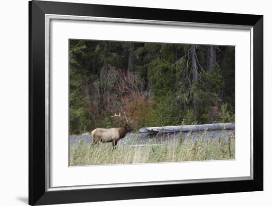 Roosevelt Bull Elk-Ken Archer-Framed Photographic Print