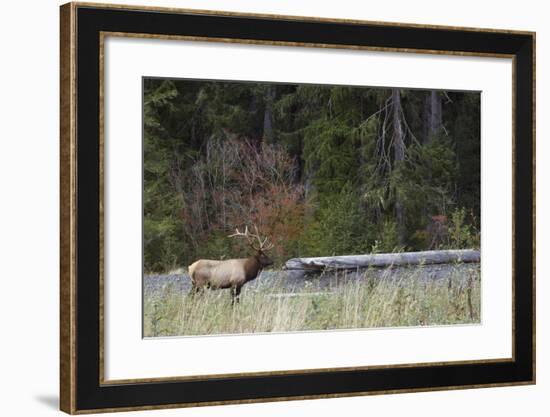 Roosevelt Bull Elk-Ken Archer-Framed Photographic Print