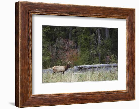 Roosevelt Bull Elk-Ken Archer-Framed Photographic Print