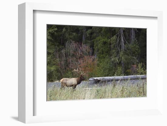 Roosevelt Bull Elk-Ken Archer-Framed Photographic Print
