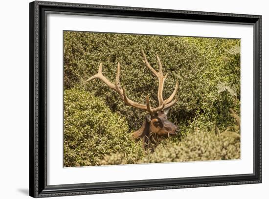 Roosevelt Elk Along the Pacific Coast at Prairie Creek Redwoods Sp-Michael Qualls-Framed Photographic Print