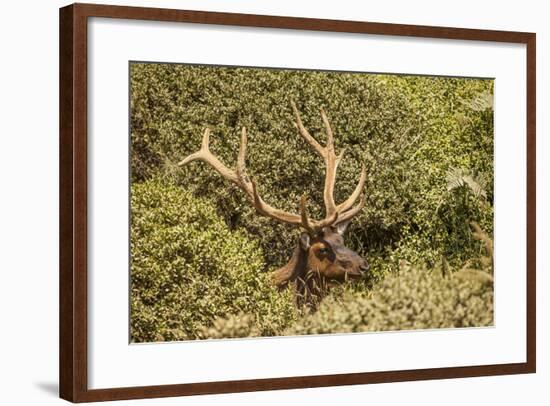 Roosevelt Elk Along the Pacific Coast at Prairie Creek Redwoods Sp-Michael Qualls-Framed Photographic Print