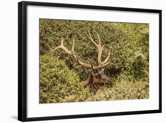 Roosevelt Elk Along the Pacific Coast at Prairie Creek Redwoods Sp-Michael Qualls-Framed Photographic Print