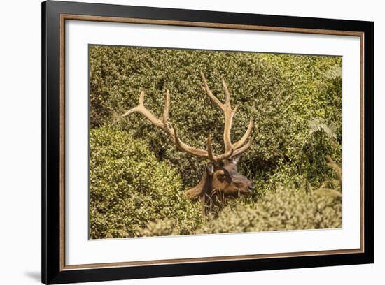 Roosevelt Elk Along the Pacific Coast at Prairie Creek Redwoods Sp-Michael Qualls-Framed Photographic Print