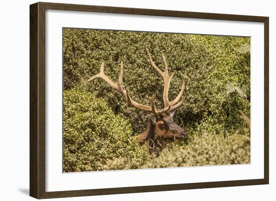 Roosevelt Elk Along the Pacific Coast at Prairie Creek Redwoods Sp-Michael Qualls-Framed Photographic Print